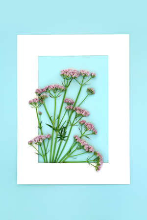 Valerian herb flower plant background frame. Flowers can be used to make perfume. Minimal border...