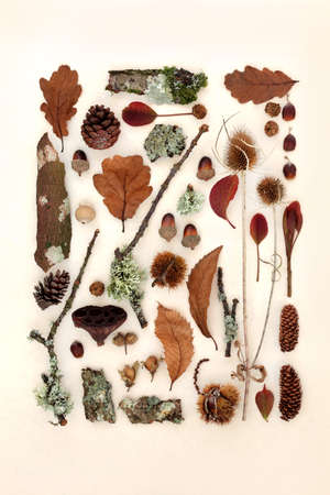 Autumn nature study of leaves, flora and fauna. Natural botanical detailed collection for the Fall...