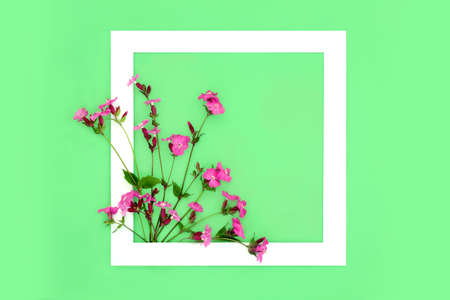 Red campion wildflower abstract design with white frame on green background. Minimal summer floral nature composition. Top view, copy space.の写真素材