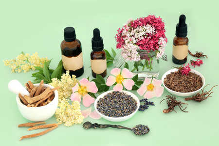 Healing herb and flower preparation for naturopathic herbal plant based medicine with ashwagandha ginseng, valerian, elderflower, wild rose and lavender. On green background.の写真素材