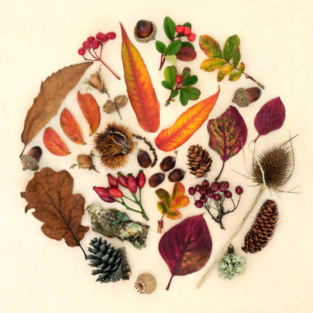 Autumn nature study arrangement of leaves, flora and fauna. Natural botanical collection for Thanksgiving Fall season. Abstract circular design, flat lay.の写真素材