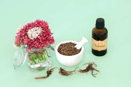 Valerian herb root plant medicine for essential oil treatment. Natural adaptogen herbal remedy used as a sedative to treat, anxiety, insomnia, headaches, menopause problems. On green.の写真素材