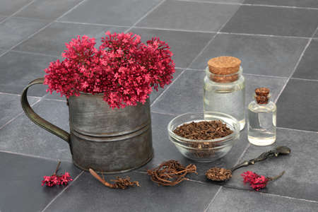 Preparation of valerian herb plant with adaptogen root, flowers and oil bottles. Used in herbal medicine to treat insomnia, anxiety, headaches, digestive, menopause problems.の写真素材