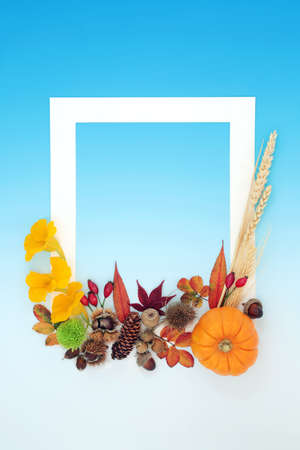 Thanksgiving and Fall background border with leaves, flowers, berries, grain, pumpkin and nuts. Nature Autumn Halloween composition with natural flora. White frame on gradient blue. Flat lay.の写真素材