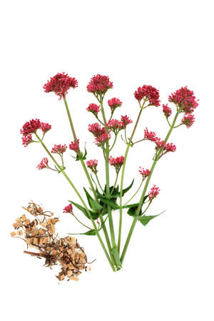 Red valerian herb plant with dried root used in herbal medicine to treat insomnia, anxiety, headaches, digestive and menopause problems. Adaptogen sedative health food on white. Vaの写真素材