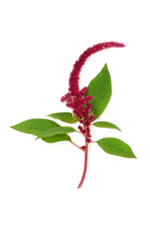 Amaranthus plant with red flower amaranth seed. Health food highly nutritious, gluten free, high in protein, minerals, vitamins and antioxidants. Lowers cholesterol and helps weight loss. On white.の写真素材