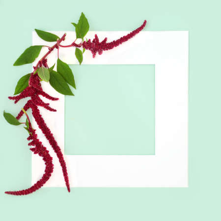 Amaranthus plant in flower with red grain seed background border. Health food highly nutritious, gluten free, high in protein, antioxidants. Lowers cholesterol and helps weight loss. On pastel blue.の写真素材