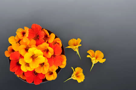 Nasturtium flowers for herbal plant medicine, food garnish decoration and seasoning. Used to treat colds and flu and boost immune system. On gradient grey background.の写真素材