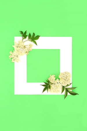 Elder flower herbal medicine background  border. Nature edible wildflower plant medicine concept, minimal creative abstract frame on green with copy space.の写真素材