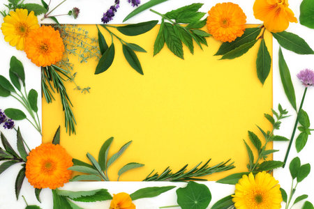 Healing herb and edible flower selection for food seasoning and herbal plant medicine. Health food with white border frame on yellow background.の写真素材