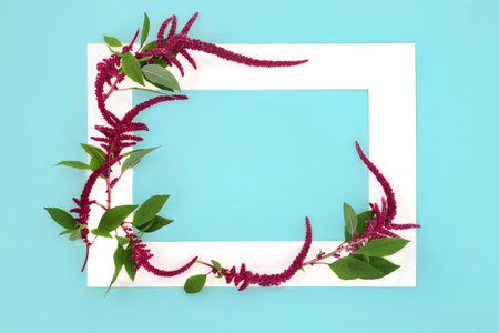 Amaranthus plant and flower seeds abstract background border. Health food highly nutiritous, gluten free, high in antioxidants, protein, on blue. Lowers cholesterol and helps weight loss.の写真素材
