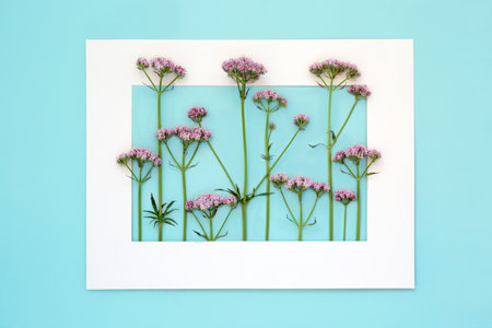 Pink valerian herb flower plant background frame. Flowers can be used to make perfume. Minimal border nature study composition. On pastel blue background. Valeriana officinalis.の写真素材