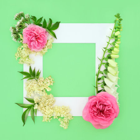 Natural herbal plant based medicine with rose, foxglove, valerian and elder flowers. Used in naturopathic alternative flower remedies. Background border on green, white frame.の写真素材