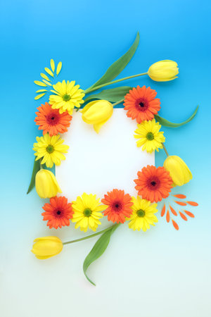 Flamboyant Spring and Easter tulip and gerbera flower background border on gradient blue. Trendy natural Springtime and Mothers Day floral still life with copy space on white.の写真素材