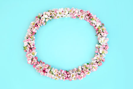 Apple blossom flower Spring wreath on blue background. Floral oval shape natural composition, Springtime flowers, pagan Beltane nature concept. Copy space, top view, flat lay.の写真素材