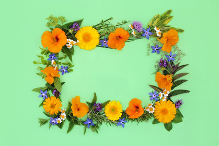 Healing herbs, edible flowers and wildflowers. Naturopathic herbal plant medicine, seasoning and food decoration. Health food border frame on green background.の写真素材