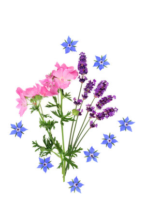 Wildflowers for natural skincare healing with borage, lavender and mallow flowers. Used in herbal plant based medicine to treat acne, psoriasis eczema and skin irritation. On white, flat lay.の写真素材