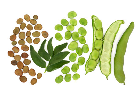 Broad bean legume vegetables dried and fresh with leaves. Freshly picked local produce high in fibre, protein, folate and B vitamins, can lower high cholesterol levels. On white background.の写真素材
