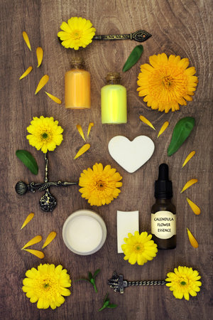 Calendula flowers for natural plant based healing skincare flower remedies. Preparation for cosmetic treatments for treating wounds, psoriasis, eczema, preventing acne and stimulating collagen.の写真素材