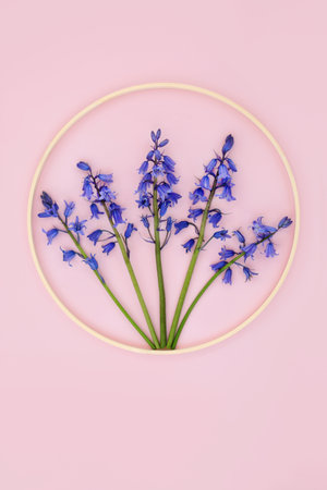 Bluebell wild flower abstract design composition with round wooden  wreath frame. Beautiful Spring nature flower arrangement on pink background.の写真素材