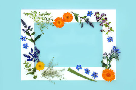 Flowers and herbs for natural plant based skin care flower remedies. Can help to heal and soothe psoriasis, eczema and wounds and acne. Nature floral flower remedy healthcare with white frame on blue.の写真素材