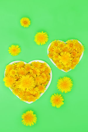 Dandelion flower health food for natural herbal plant medicine to lower cholesterol and blood pressure. Important for bee pollen nectar and insect pollination. In heart shaped frames on green.の写真素材