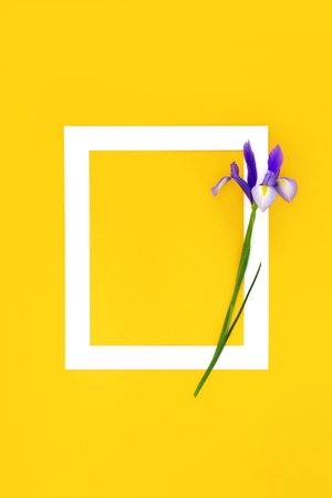 In memorium RIP floral background. Iris purple flower on white frame on yellow. Funeral invitation obituary minimal composition, memorial card, condolence, sorrow concept.の写真素材