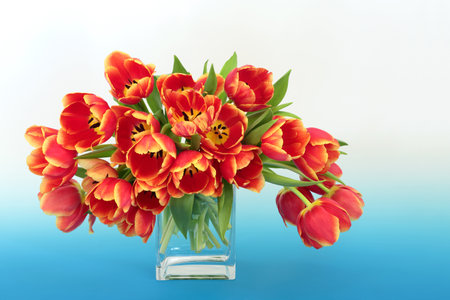 Beautiful Spring red and yellow tulip flower arrangement. Vivid nature still life for Easter and Mothers Day on gradient blue white background.の写真素材