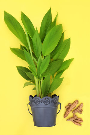 Turmeric plant growing in metal pot with loose roots. Organic nature homegrown produce, high in polypehnols, flavonoids, antioxidants. Used in cooking and herbal plant based medicine, on yellow.の写真素材