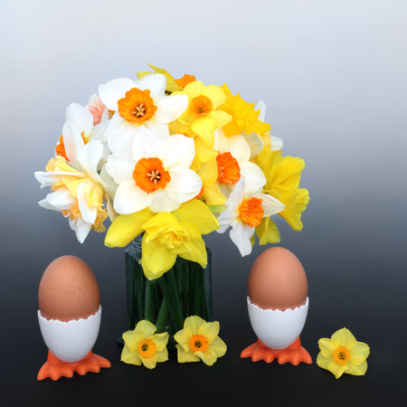 Spring and Easter holiday breakfast with boiled eggs in novelty egg cups, daffodil flowers. Nature, fun, beautiful, springtime composition on gradient black and white background.の写真素材
