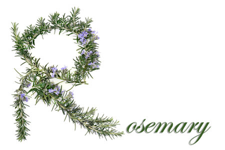Rosemary herb herbal plant medicine and food seasoning. Boosts immune system, improves blood circulation, treats bronchial asthma. Abstract R letter concept shape on white with text.の写真素材