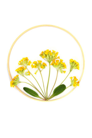 Cowslip wildflowers endangered species nature design with round wooden wreath frame. Abstract beautiful Spring flower arrangement on white background. Design element.の写真素材
