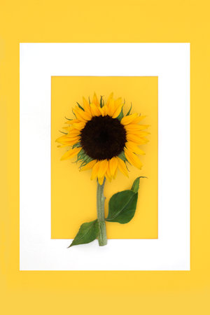 Summer sunflower sunshine abstract background border on yellow.  Healthy sunflower seed health food for dietary supplement. High in vitamin E, flavonoids, antioxidants omega 3. On yellow, white frame.の写真素材