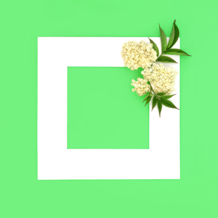 Elder flower herbal plant medicine background white frame. Natural alternative medicine concept minimal creative abstract border on green with copy space.の写真素材