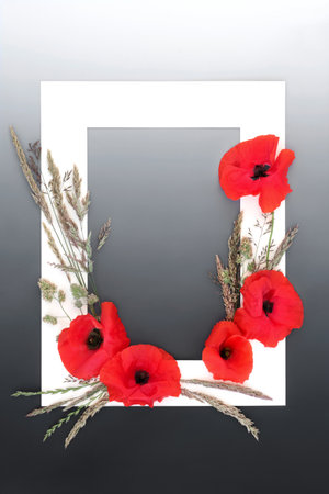 Red poppy wildflower and meadow grass abstract background frame on gradient grey. Minimal natural herbal medicine and animal fodder summer nature concept.の写真素材