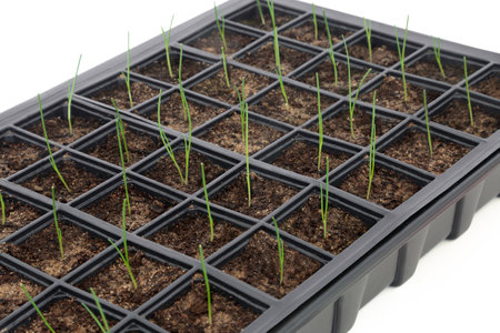 Baby leek seedling plants in black plastic recycled seed tray isolated on white background. Gardening equipment for local and home grown produce. Organic food eco friendly sustainable nature concept.の写真素材