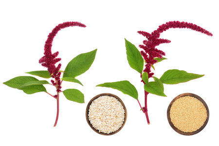 Amaranthus plants with red flower with seeds background. Health food highly nutritious, gluten free, high in minerals, vitamins and micro nutrients. Lowers cholesterol and helps weight loss.の写真素材