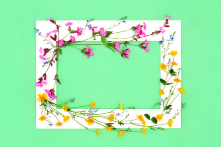 Buttercup, red campion and speedwell English wildflowers with white frame on green background. Minimal summer nature flower abstract composition. Top view, copy space.の写真素材