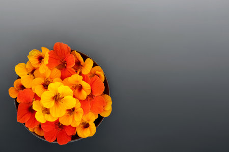 Edible nasturtium flower colourful ingredient for herbal medicine, food garnish decoration and seasoning. Used to treat colds and flu and boost immune system. On gradient grey background.の写真素材