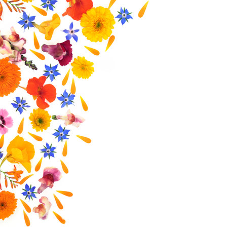 Medicinal summer flowers abstract background border. Flora used in natural herbal plant based medicine and food decoration. Alternative floral nature concept on white background. Flat lay on white.の写真素材