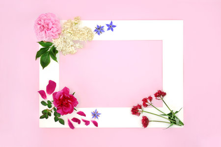 Herbal plant medicine flowers with valerian, rose, foxglove, elderflower and borage herbs. Natural flower remedy concept abstract minimal natural border frame on pink.の写真素材