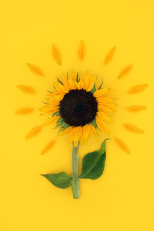 Sunflower summer sunny abstract design on yellow. Organic vegan health food with seeds for healthy dietary supplement. High in vitamin E, flavonoids, antioxidants omega 3. On yellow background.の写真素材