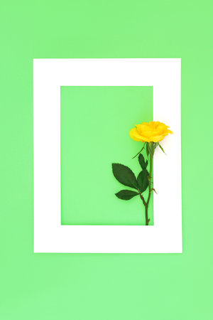 In memorium background border. Yellow rose flower on white frame on green. Funeral invitation minimal composition, RIP memorial card, condolence, sympathy, sorrow concept.の写真素材
