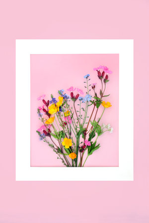Wildflower background floral design minimal abstract European Spring flower nature composition for Valentines Day, Mothers Day, Easter, birthday. White picture frame on pink.の写真素材