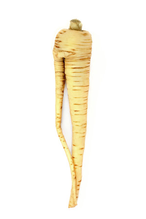 Deformed and forked parsnip organic vegetable on white background. Twisted specimen, healthy heart food high in minerals and vitamins, antioxidants, smart carbs and protein. Flat lay.の写真素材