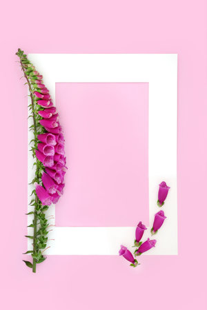 Foxglove wild flower herb background. Traditional herbal medicine for heart problems and other illnesses. Minimal natural creative nature flower remedy concept. Border frame on pink. Flat lay.の写真素材