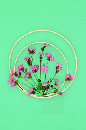Red campion beautiful English wildflowers with round wooden frames on green background. Minimal summer  nature flower composition. Top view, copy space.の写真素材