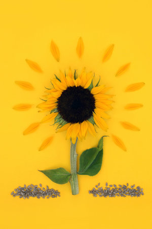 Sunflower floral abstract with healthy seeds on sunny yellow background. Vegan health food for healthy dietary supplement and fibre. High in vitamin E, flavonoids, polyphenols, antioxidants, omega 3.の写真素材
