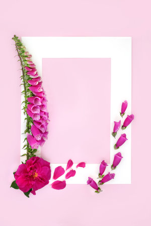 Rose and foxglove summer flowers herbal plant medicine background. Used in traditional medicine and flower remedies to treat heart conditions. Natural minimal creative nature border frame on pink.の写真素材