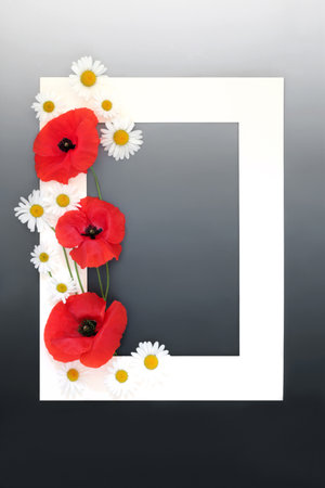 Edible summer wildflower background frame with red poppy, oxeye daisy flowers. Minimal nature wild food composition, flora used in natural herbal medicine remedies. On gradient grey.の写真素材